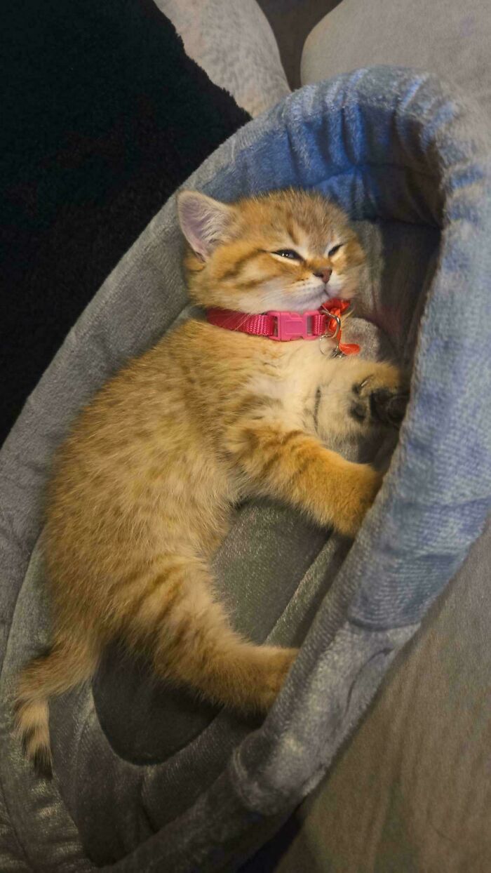 107 Adorable Pictures Of Animals That Are Bound To Lift Your Spirits And Make You Say “Aww”