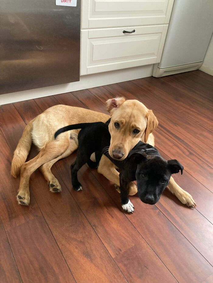 107 Adorable Pictures Of Animals That Are Bound To Lift Your Spirits And Make You Say “Aww”