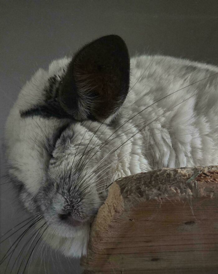 107 Adorable Pictures Of Animals That Are Bound To Lift Your Spirits And Make You Say “Aww”