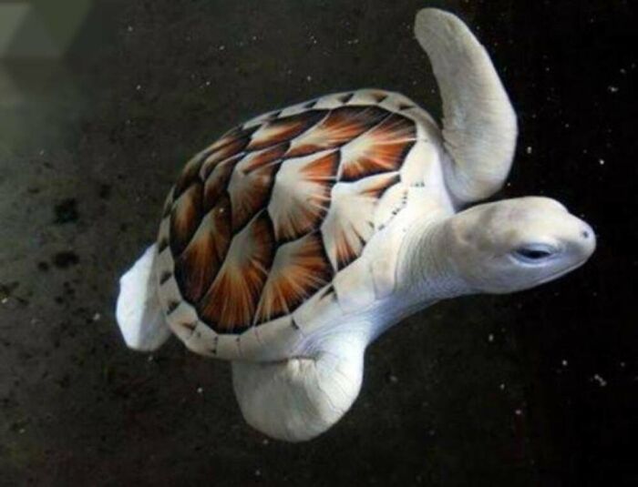 This Facebook Page Is Dedicated To Rare Albino Animals, And These Photos Show Just How Stunning Nature Can Be (40 Pics)