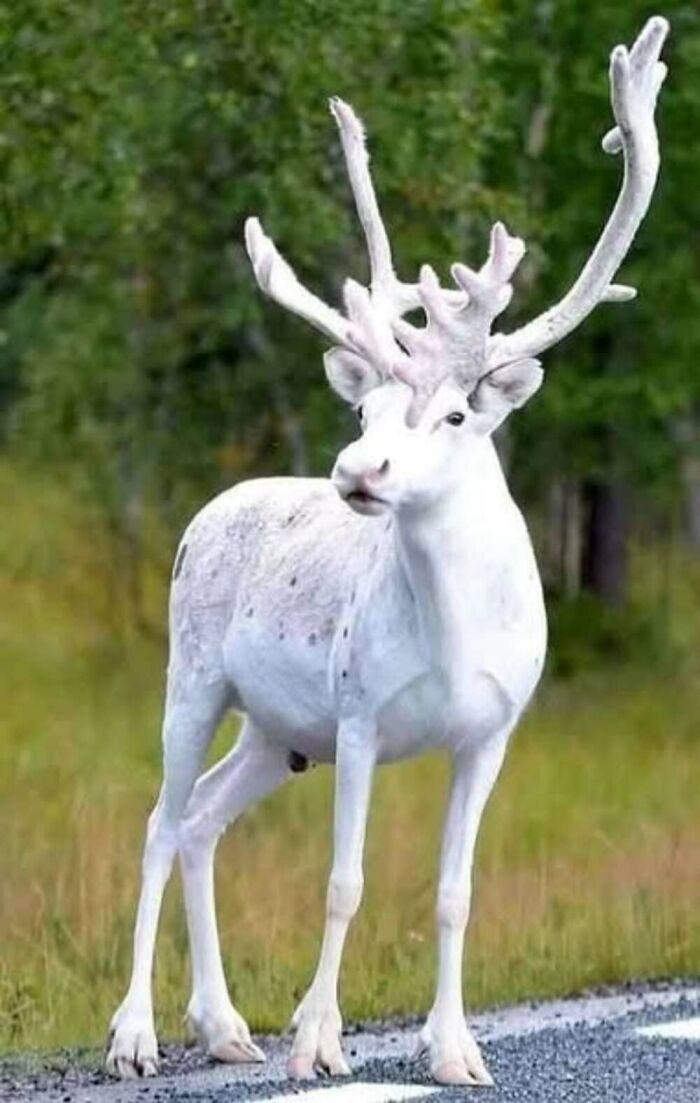 This Facebook Page Is Dedicated To Rare Albino Animals, And These Photos Show Just How Stunning Nature Can Be (40 Pics)