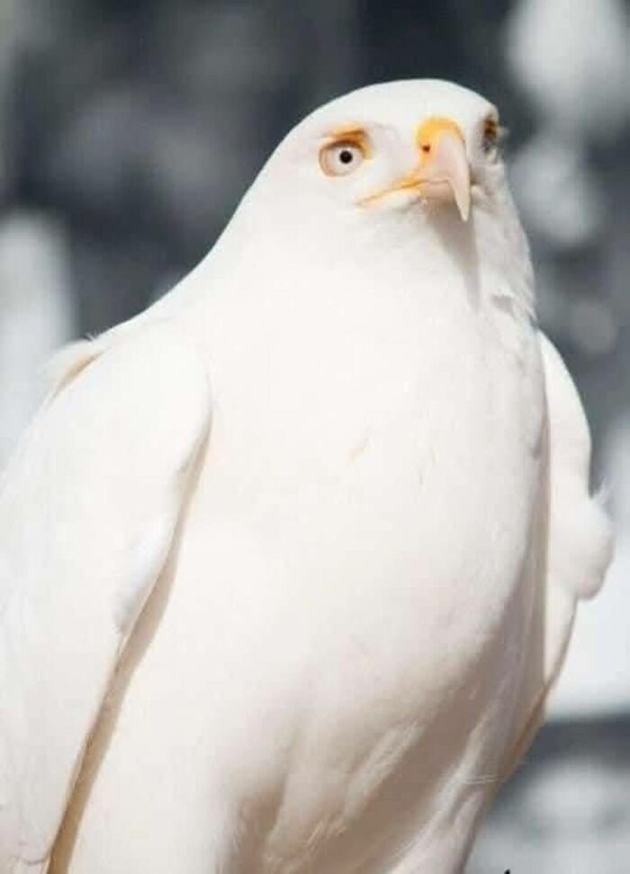 This Facebook Page Is Dedicated To Rare Albino Animals, And These Photos Show Just How Stunning Nature Can Be (40 Pics)