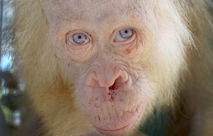 This Facebook Page Is Dedicated To Rare Albino Animals, And These Photos Show Just How Stunning Nature Can Be (40 Pics)