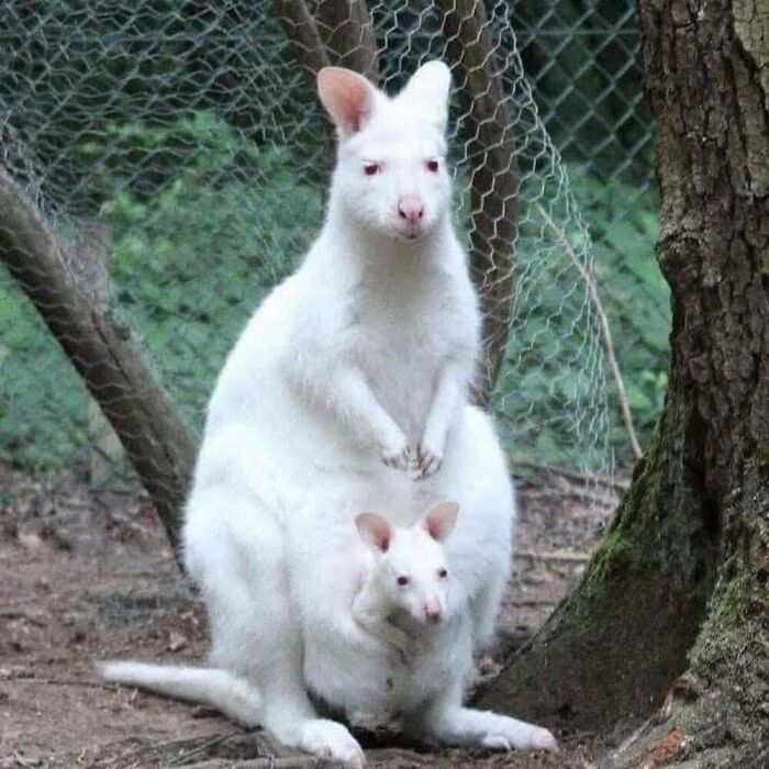 This Facebook Page Is Dedicated To Rare Albino Animals, And These Photos Show Just How Stunning Nature Can Be (40 Pics)