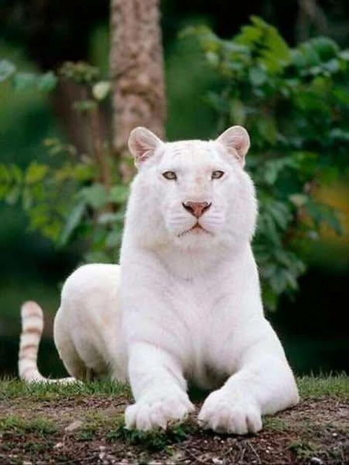 This Facebook Page Is Dedicated To Rare Albino Animals, And These Photos Show Just How Stunning Nature Can Be (40 Pics)