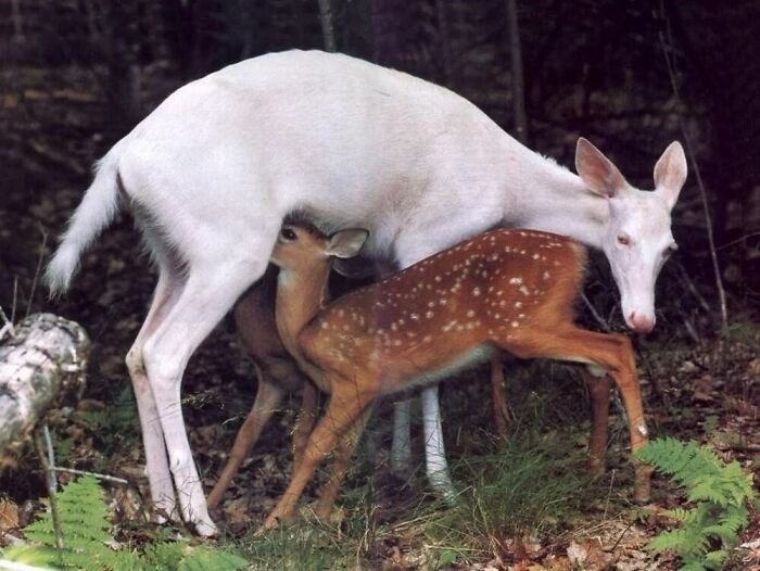 This Facebook Page Is Dedicated To Rare Albino Animals, And These Photos Show Just How Stunning Nature Can Be (40 Pics)