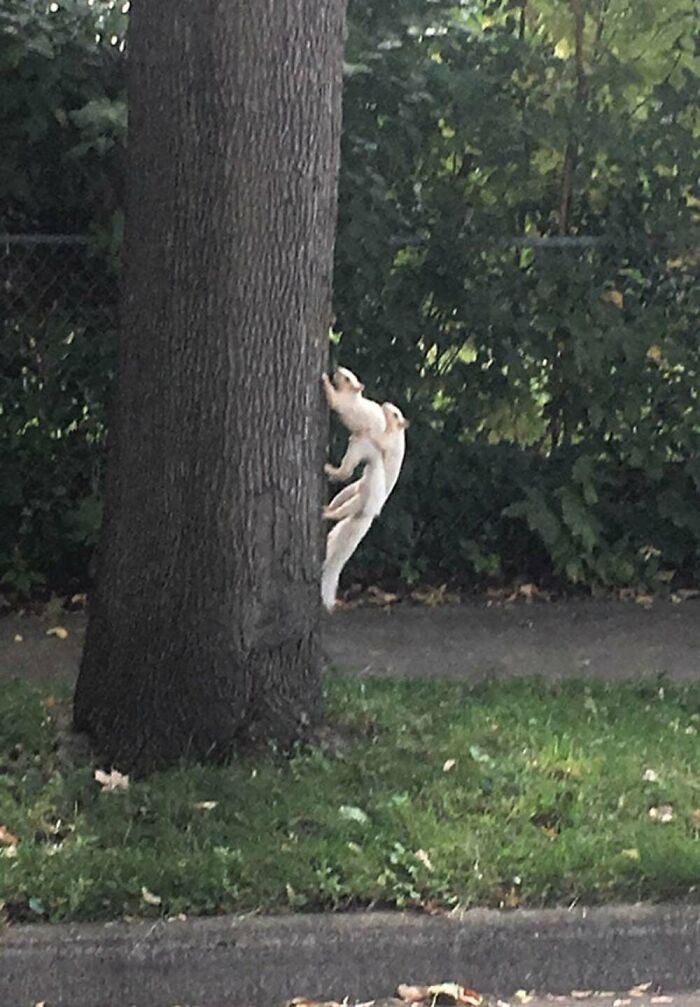 This Facebook Page Is Dedicated To Rare Albino Animals, And These Photos Show Just How Stunning Nature Can Be (40 Pics)