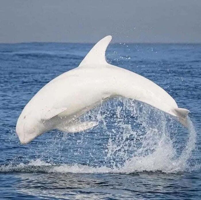 This Facebook Page Is Dedicated To Rare Albino Animals, And These Photos Show Just How Stunning Nature Can Be (40 Pics)