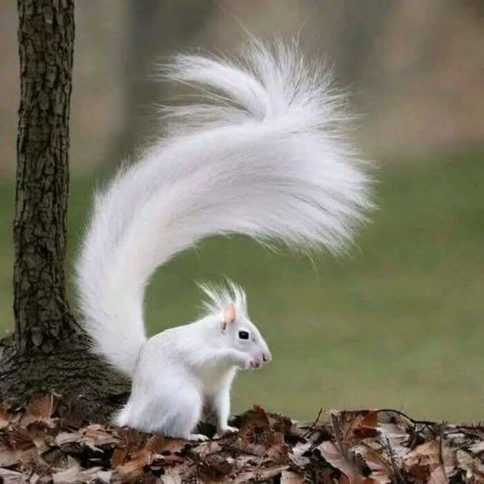 This Facebook Page Is Dedicated To Rare Albino Animals, And These Photos Show Just How Stunning Nature Can Be (40 Pics)