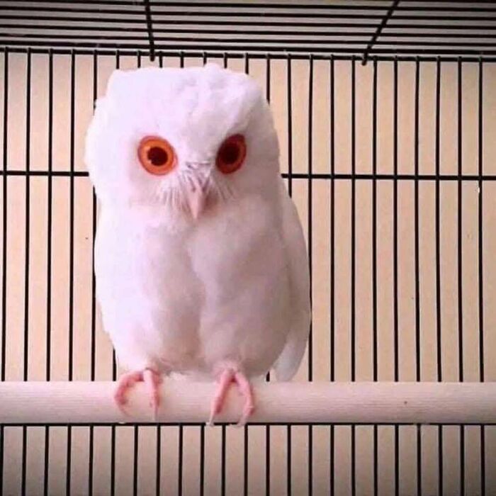 This Facebook Page Is Dedicated To Rare Albino Animals, And These Photos Show Just How Stunning Nature Can Be (40 Pics)