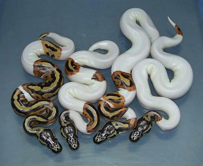 This Facebook Page Is Dedicated To Rare Albino Animals, And These Photos Show Just How Stunning Nature Can Be (40 Pics)