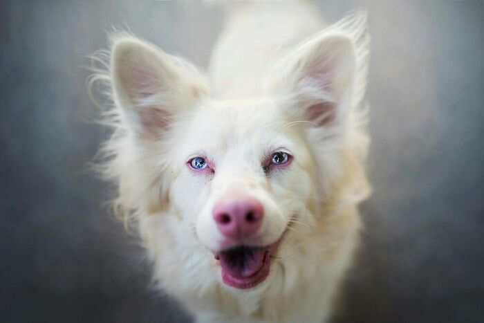This Facebook Page Is Dedicated To Rare Albino Animals, And These Photos Show Just How Stunning Nature Can Be (40 Pics)