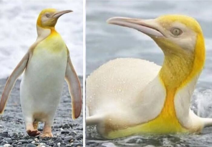 This Facebook Page Is Dedicated To Rare Albino Animals, And These Photos Show Just How Stunning Nature Can Be (40 Pics)