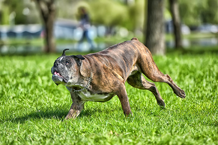 Mom Launches 5YO Over Fence To Escape Vicious Dog, Husband Claims She Endangered The Child