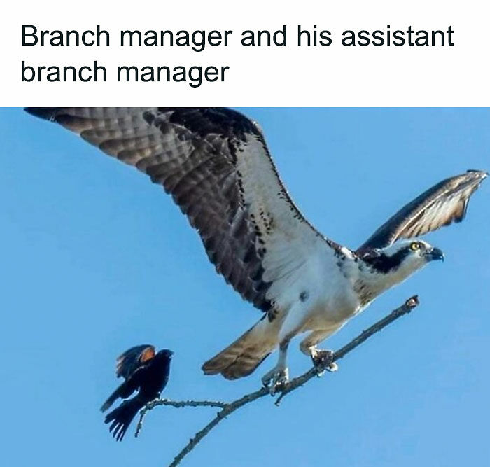 61 Posts From &ldquo;White Collar Humor&rdquo; That You Might Chuckle At From Your Cubicle