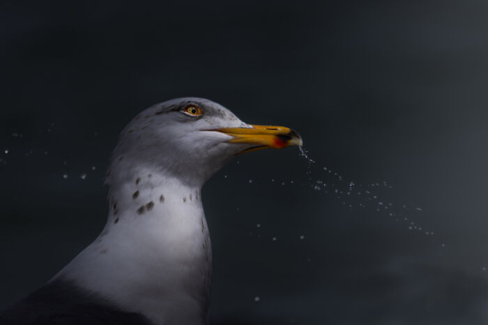 TPOTY 2025 Winners Announced: 38 Stunning Travel Photos From Around the World