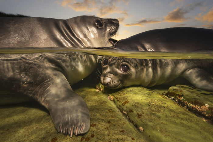 From Playful Seal Pups To Deep Sea Wonders: 39 Winning UPY 2026 Images