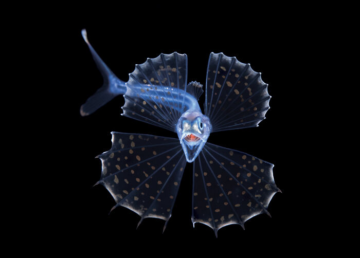 From Playful Seal Pups To Deep Sea Wonders: 39 Winning UPY 2026 Images