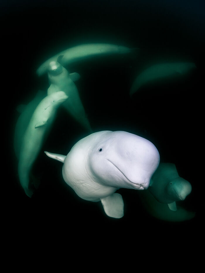 From Playful Seal Pups To Deep Sea Wonders: 39 Winning UPY 2026 Images