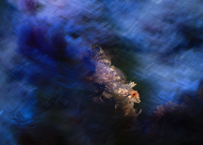 From Playful Seal Pups To Deep Sea Wonders: 39 Winning UPY 2026 Images