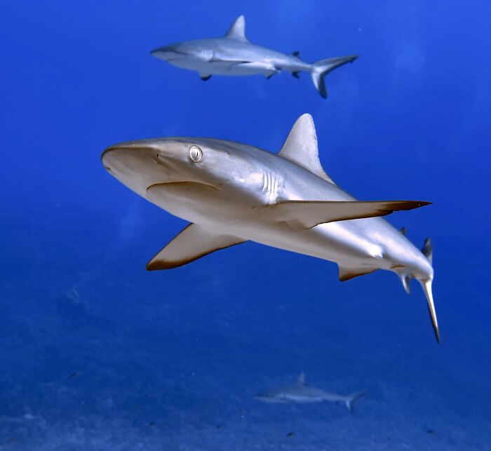 From Playful Seal Pups To Deep Sea Wonders: 39 Winning UPY 2026 Images