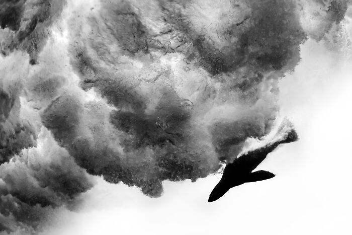 From Playful Seal Pups To Deep Sea Wonders: 39 Winning UPY 2026 Images