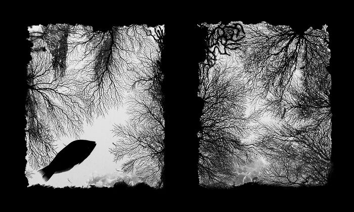 From Playful Seal Pups To Deep Sea Wonders: 39 Winning UPY 2026 Images