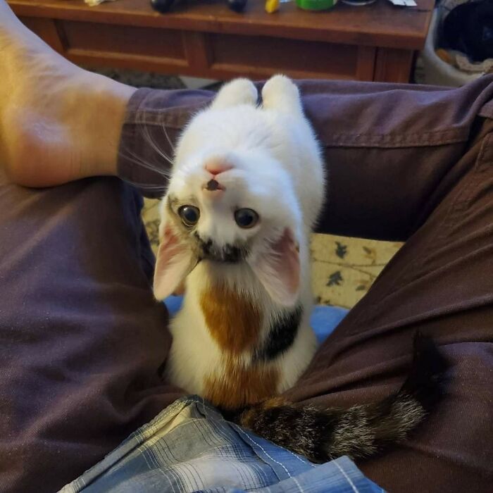 Hilarious &ldquo;Important Animal Images,&rdquo; As Shared By This Page Dedicated To All Things Cats (38 New Pics)