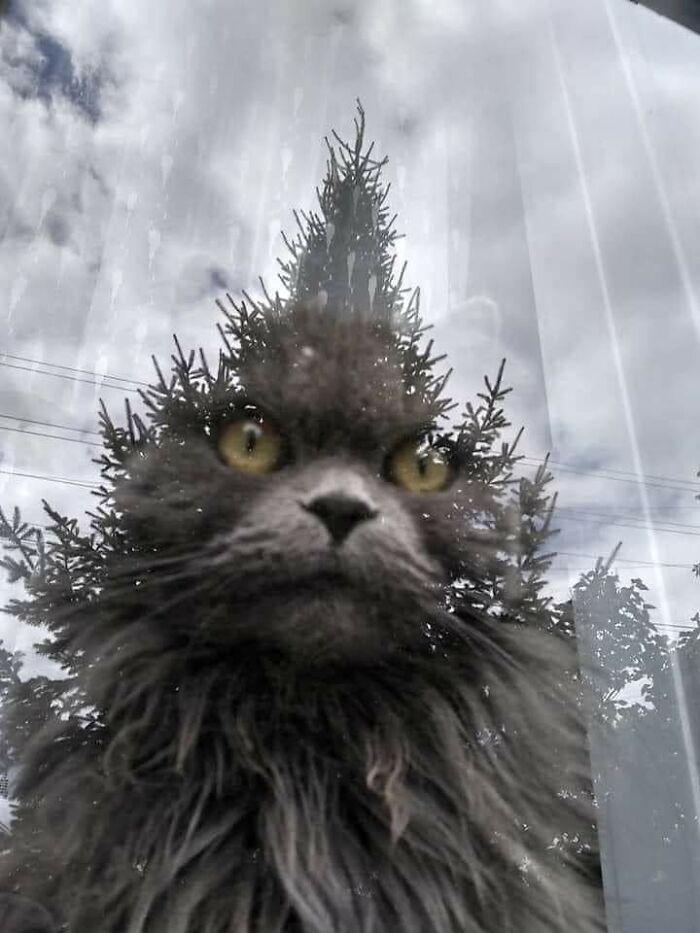 Hilarious &ldquo;Important Animal Images,&rdquo; As Shared By This Page Dedicated To All Things Cats (38 New Pics)