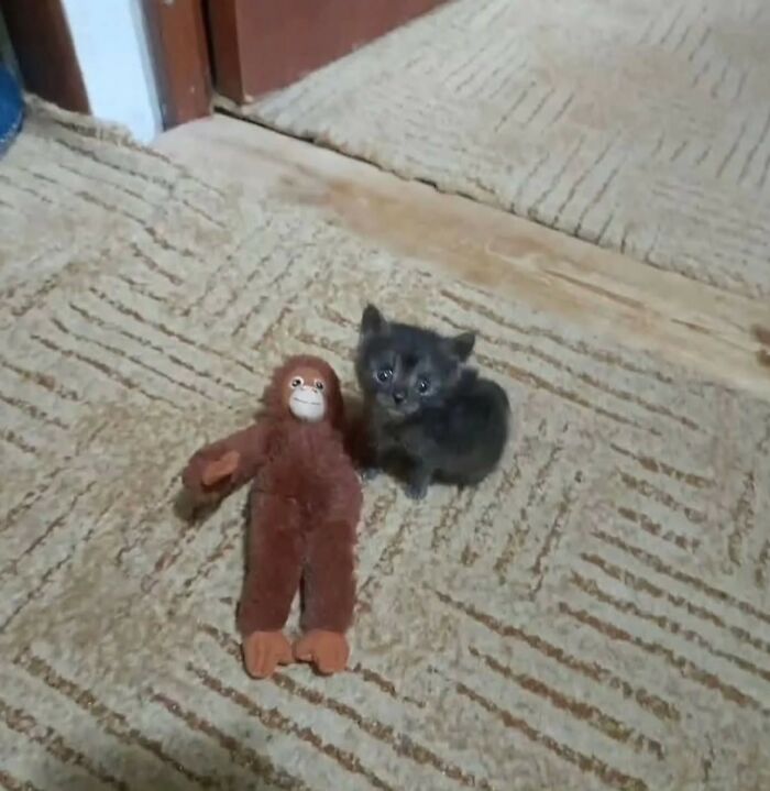 Hilarious &ldquo;Important Animal Images,&rdquo; As Shared By This Page Dedicated To All Things Cats (38 New Pics)