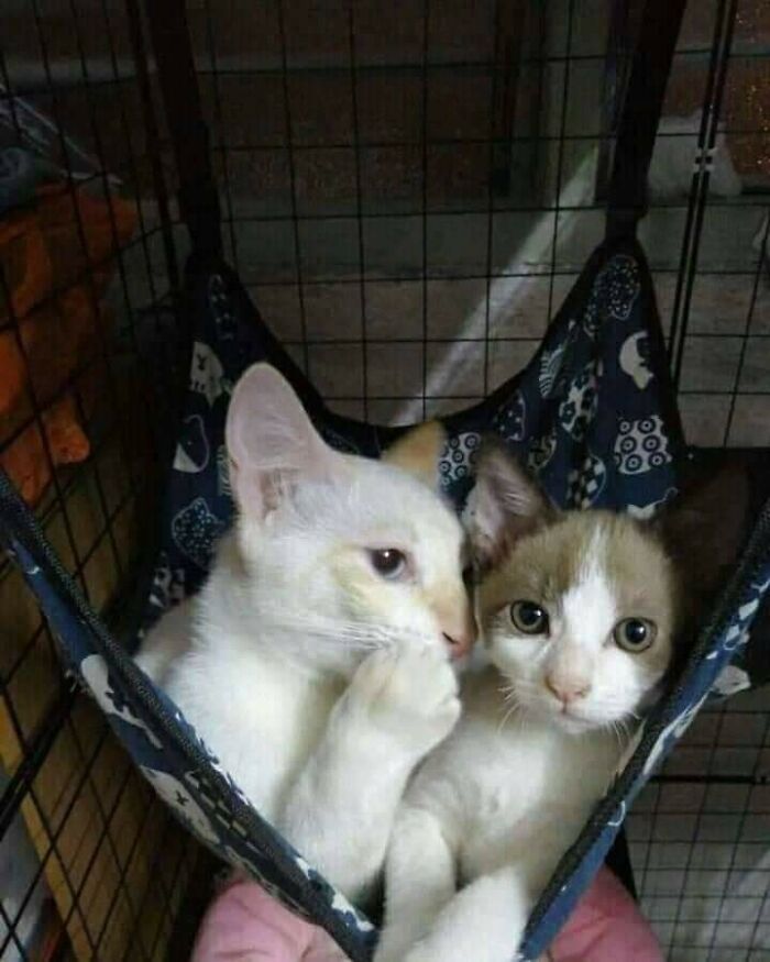 Hilarious &ldquo;Important Animal Images,&rdquo; As Shared By This Page Dedicated To All Things Cats (38 New Pics)