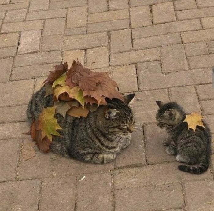 Hilarious &ldquo;Important Animal Images,&rdquo; As Shared By This Page Dedicated To All Things Cats (38 New Pics)