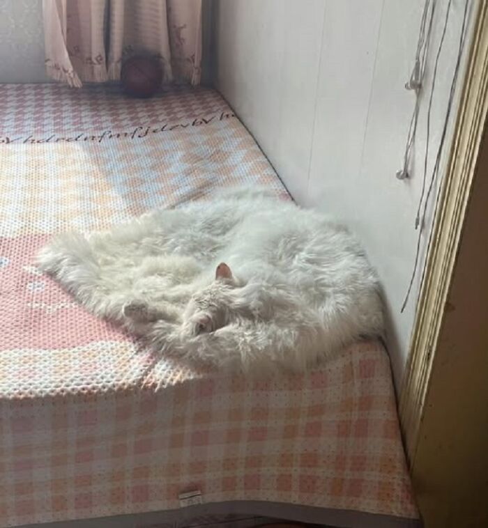 Hilarious &ldquo;Important Animal Images,&rdquo; As Shared By This Page Dedicated To All Things Cats (38 New Pics)