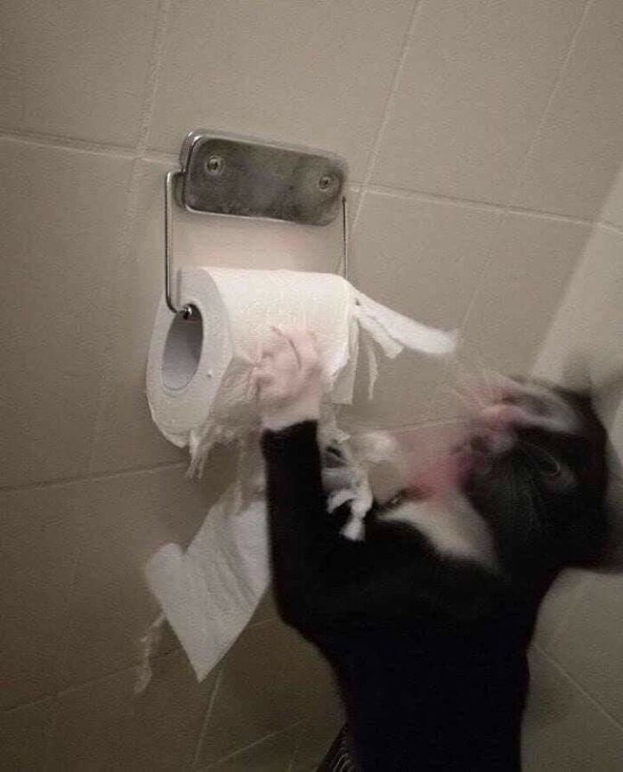 Hilarious &ldquo;Important Animal Images,&rdquo; As Shared By This Page Dedicated To All Things Cats (38 New Pics)