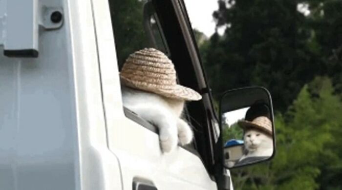 Hilarious &ldquo;Important Animal Images,&rdquo; As Shared By This Page Dedicated To All Things Cats (38 New Pics)