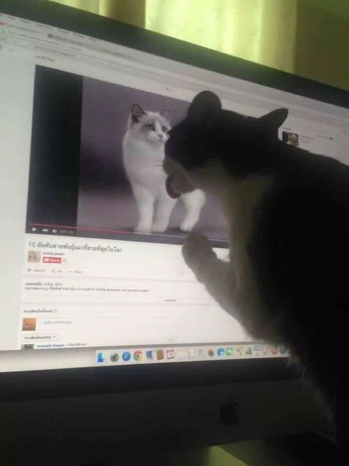 Hilarious &ldquo;Important Animal Images,&rdquo; As Shared By This Page Dedicated To All Things Cats (38 New Pics)