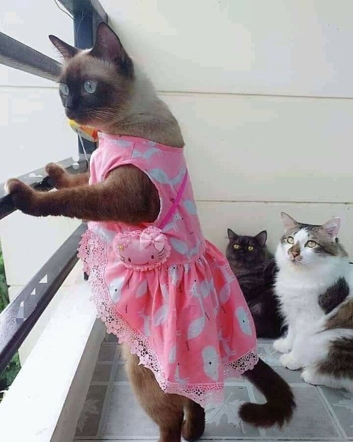 Hilarious &ldquo;Important Animal Images,&rdquo; As Shared By This Page Dedicated To All Things Cats (38 New Pics)