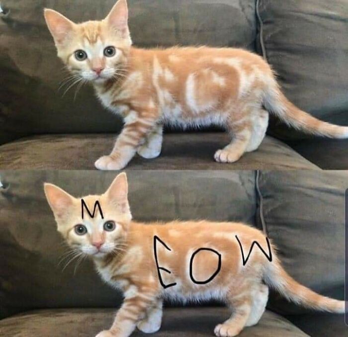 Hilarious &ldquo;Important Animal Images,&rdquo; As Shared By This Page Dedicated To All Things Cats (38 New Pics)