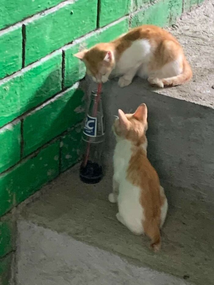 Hilarious &ldquo;Important Animal Images,&rdquo; As Shared By This Page Dedicated To All Things Cats (38 New Pics)