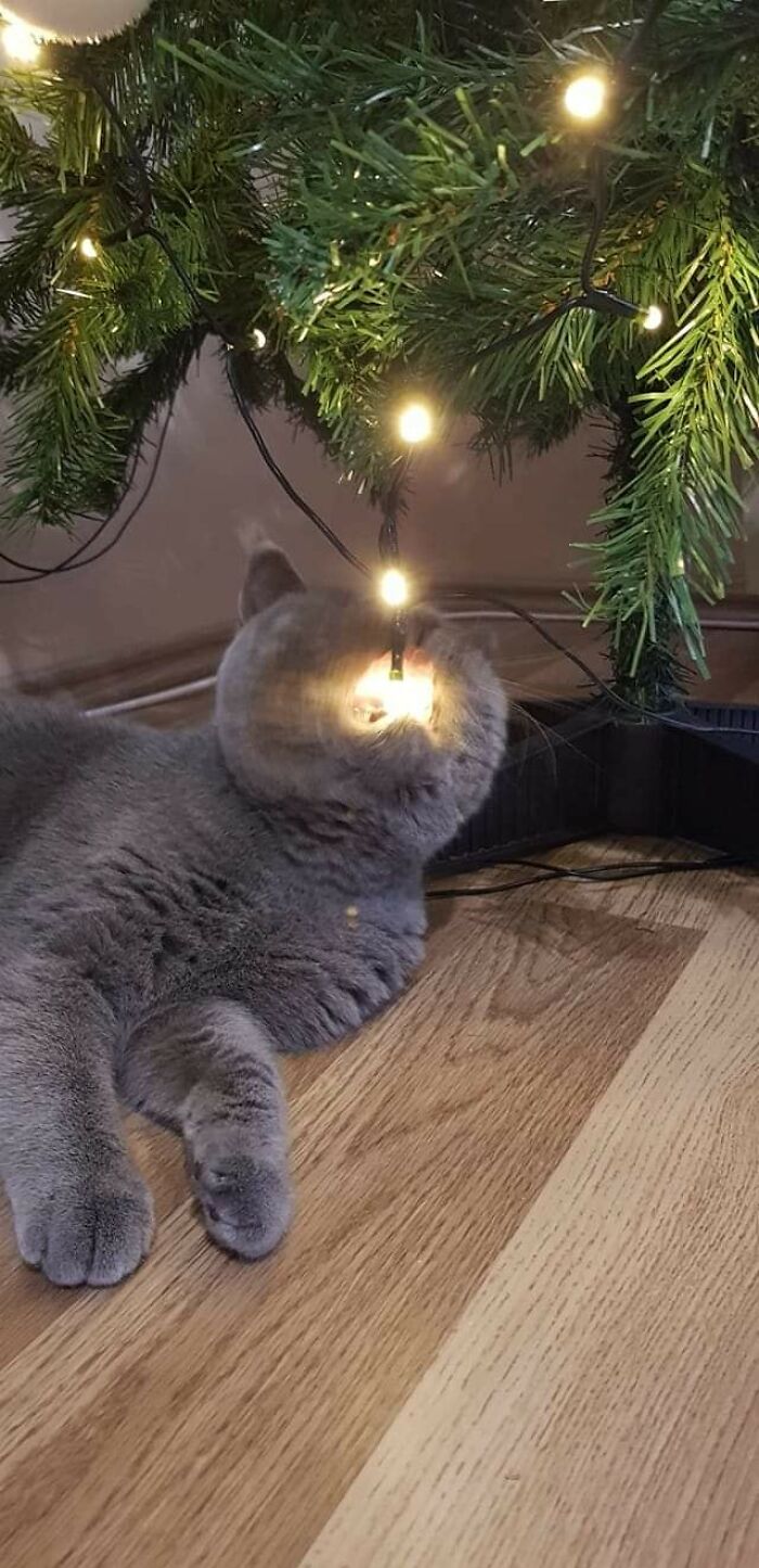 Hilarious &ldquo;Important Animal Images,&rdquo; As Shared By This Page Dedicated To All Things Cats (38 New Pics)