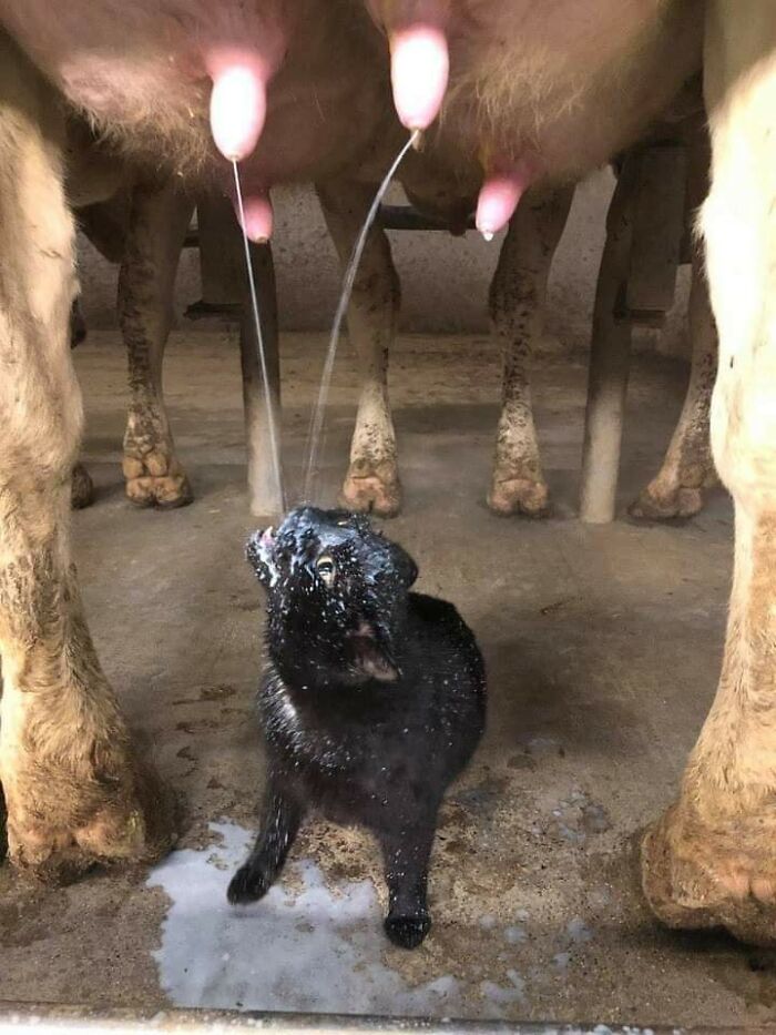 Hilarious &ldquo;Important Animal Images,&rdquo; As Shared By This Page Dedicated To All Things Cats (38 New Pics)