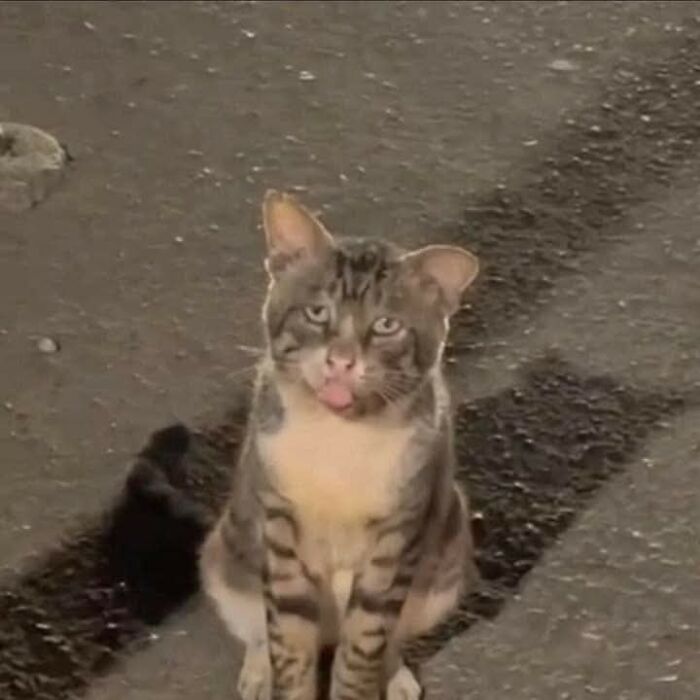 Hilarious &ldquo;Important Animal Images,&rdquo; As Shared By This Page Dedicated To All Things Cats (38 New Pics)