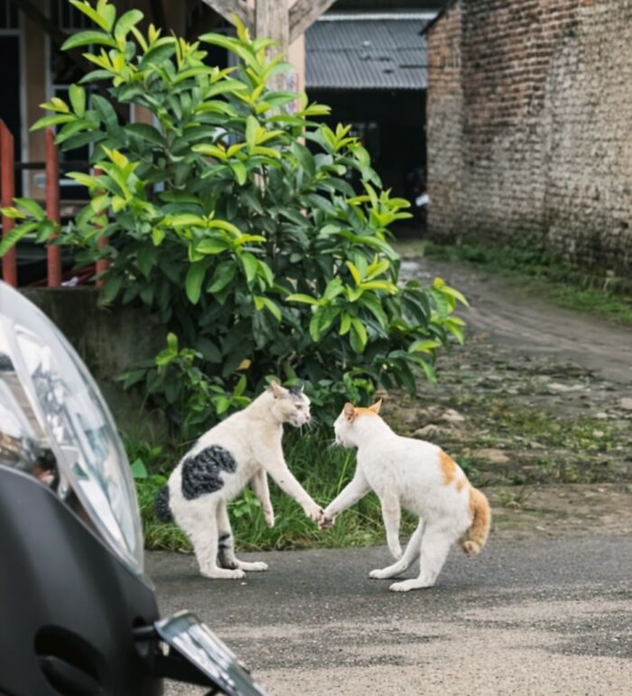 Hilarious &ldquo;Important Animal Images,&rdquo; As Shared By This Page Dedicated To All Things Cats (38 New Pics)