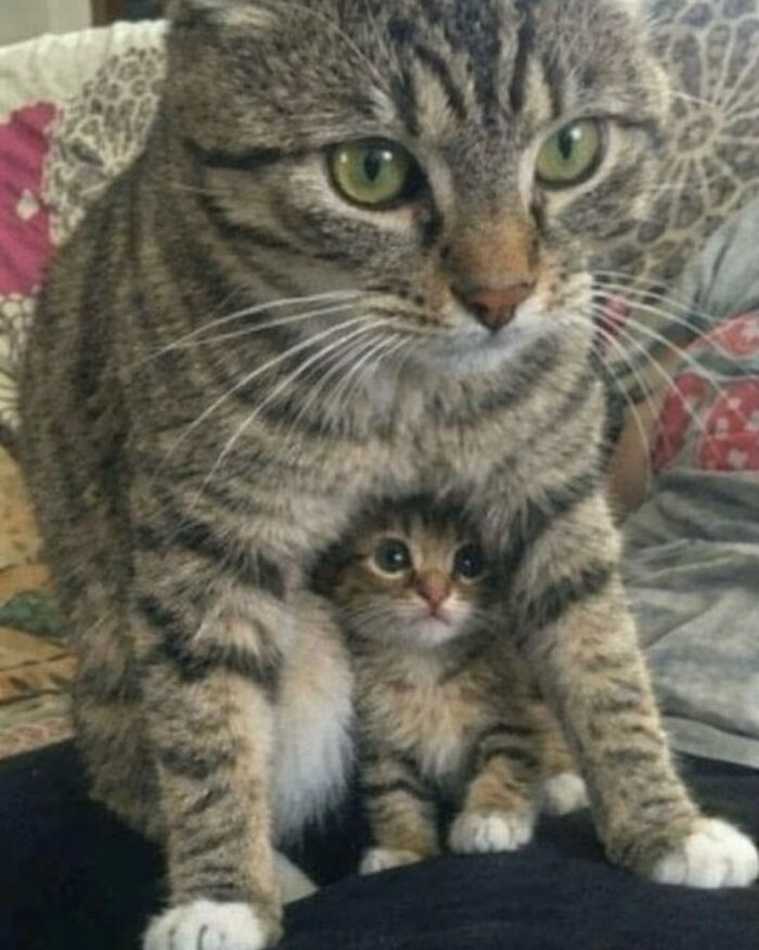 Hilarious &ldquo;Important Animal Images,&rdquo; As Shared By This Page Dedicated To All Things Cats (38 New Pics)