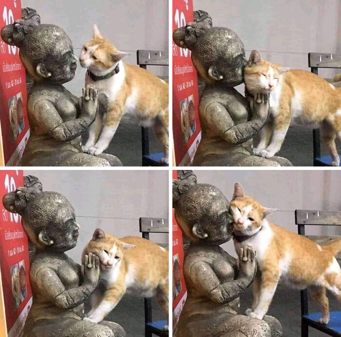 Hilarious &ldquo;Important Animal Images,&rdquo; As Shared By This Page Dedicated To All Things Cats (38 New Pics)