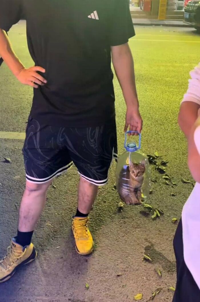 Hilarious &ldquo;Important Animal Images,&rdquo; As Shared By This Page Dedicated To All Things Cats (38 New Pics)