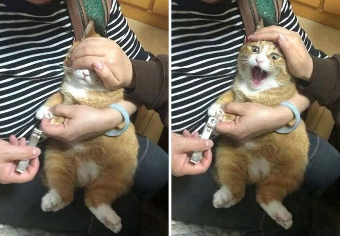 Hilarious &ldquo;Important Animal Images,&rdquo; As Shared By This Page Dedicated To All Things Cats (38 New Pics)