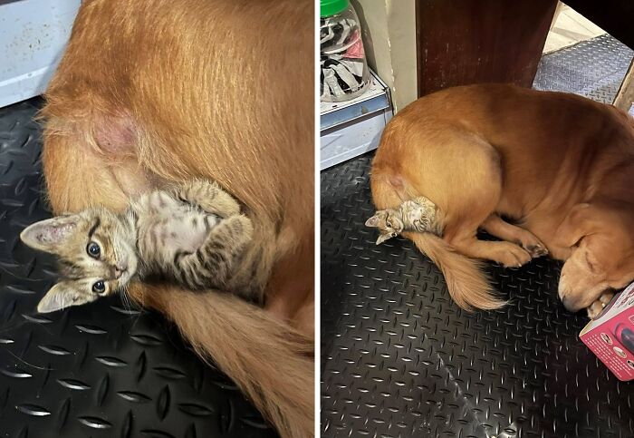 Hilarious &ldquo;Important Animal Images,&rdquo; As Shared By This Page Dedicated To All Things Cats (38 New Pics)