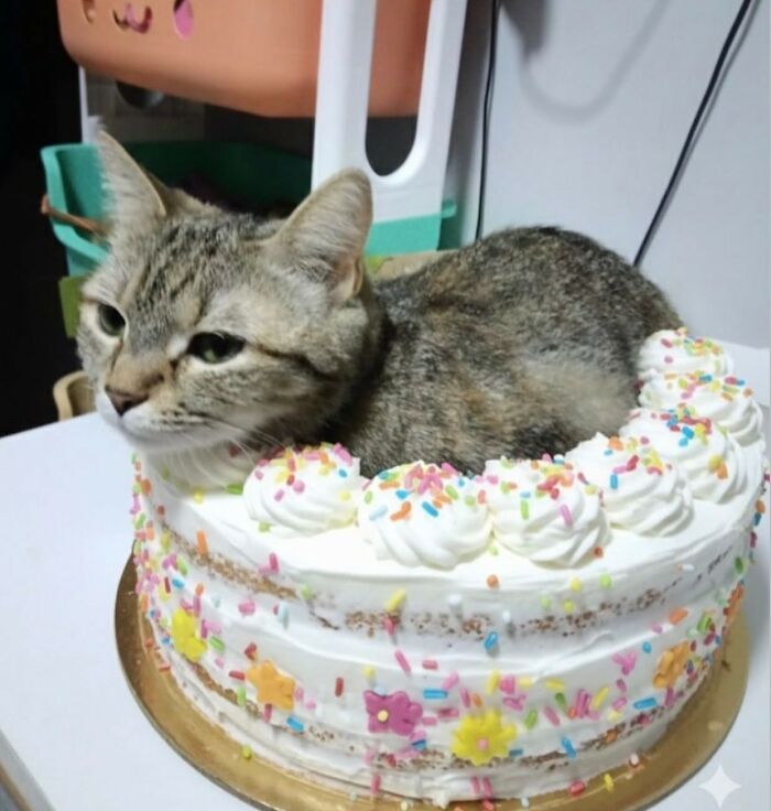 Hilarious &ldquo;Important Animal Images,&rdquo; As Shared By This Page Dedicated To All Things Cats (38 New Pics)