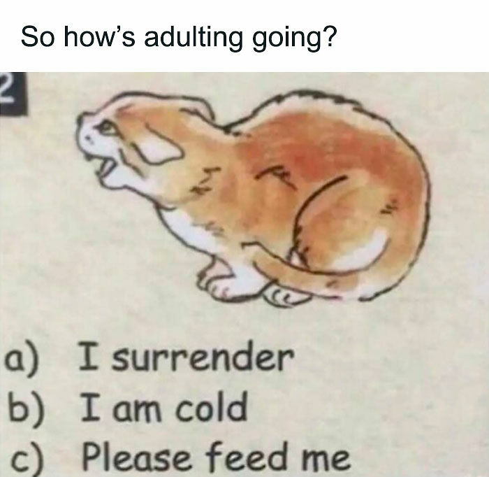 97 Memes That Might Either Cure Your Existential Crisis Or Make It Way Worse